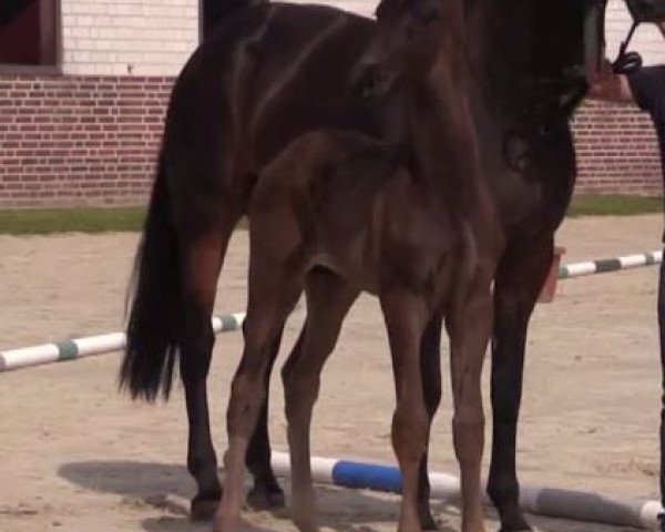 horse Hengst von Vancouver (Westphalian, 2014, from Vancouver L)