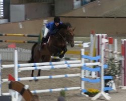 jumper Condretto (Holsteiner, 2008, from Contender)