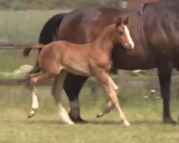 horse Silencio (Westphalian, 2014, from Sir Heinrich OLD)