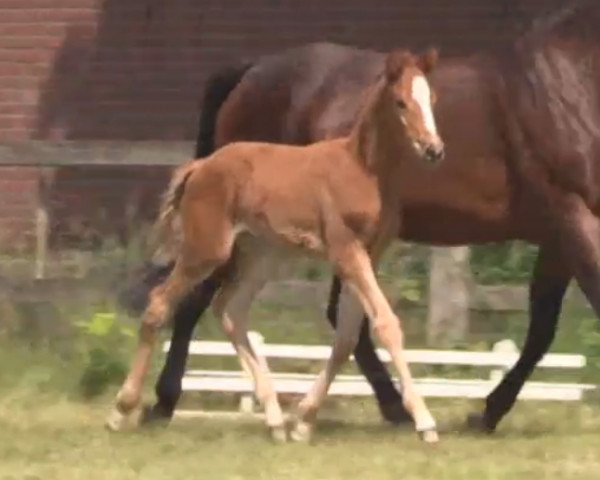 horse Febelle (Westphalian, 2014, from Farbenspiel)