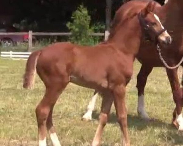 Dressurpferd Fleur Mystique (Westfale, 2014, von Fürst Piccolo)