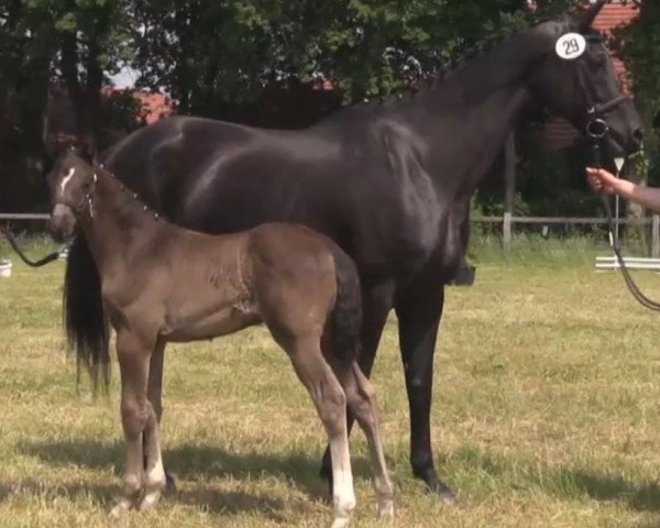 horse Bella Anna (Westphalian, 2014, from Bretton Woods)