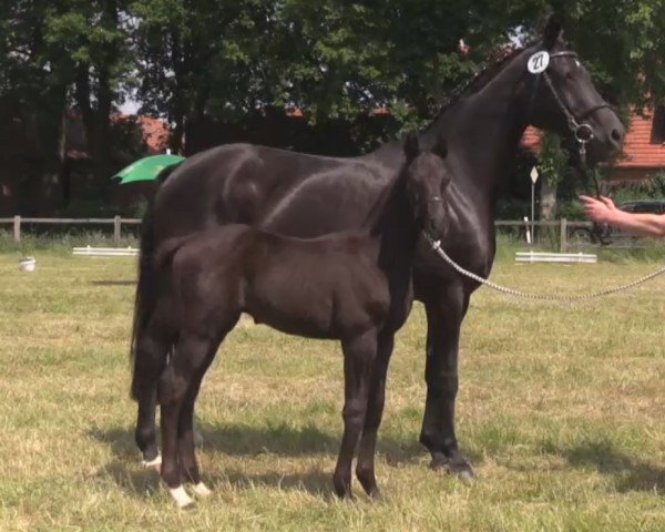 horse Hengst von All at Once (Westphalian, 2014, from All At Once)