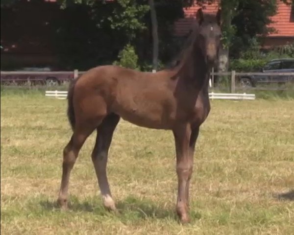 jumper Alba (Westphalian, 2014, from All At Once)