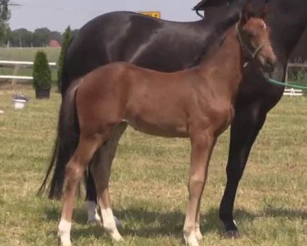 Pferd Stute von Dancing Diamond (Westfale, 2014, von Dancing Diamond 18)