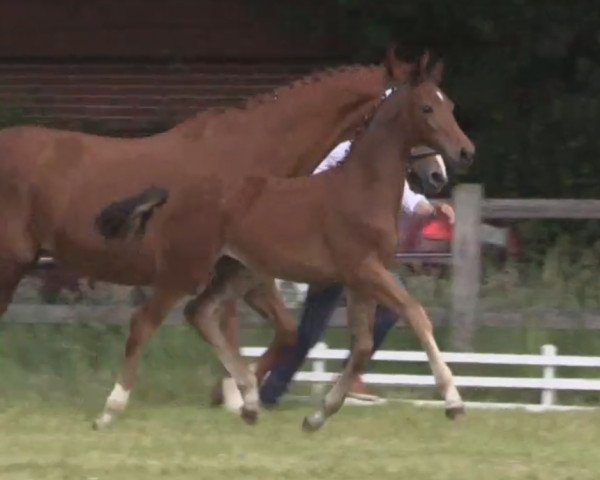 dressage horse Sonntagsglück (Westphalian, 2014, from Sunday)