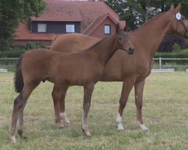 Pferd First Pitch II (Westfale, 2014, von First Selection)