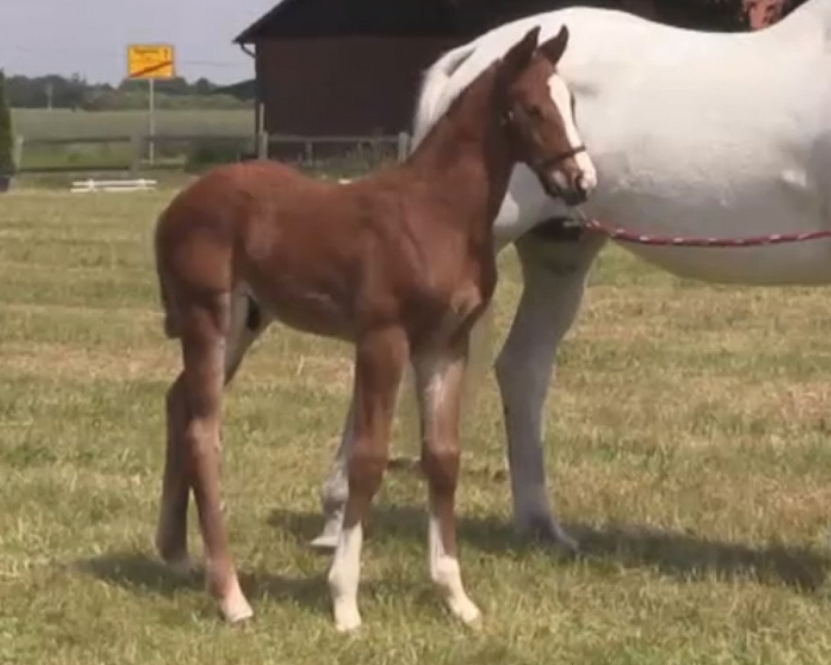 Springpferd Cup Cake R (Westfale, 2014, von Cup Cooper)