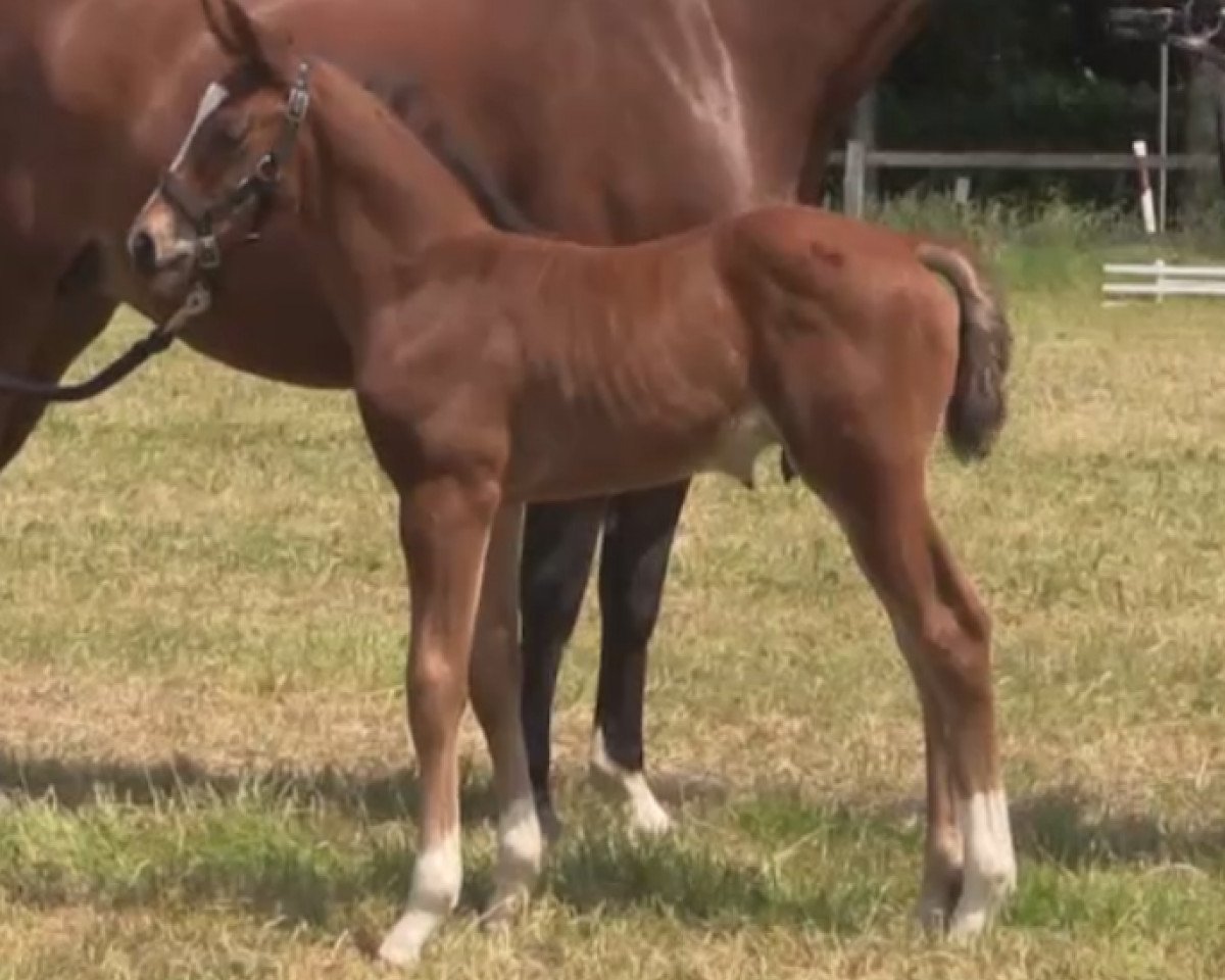 horse Coco Colani (Westphalian, 2014, from Cent 15)