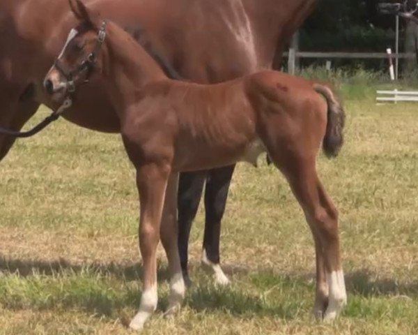 Pferd Coco Colani (Westfale, 2014, von Cent 15)