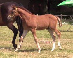 dressage horse Cäpten Spook (Westphalian, 2014, from Comte)