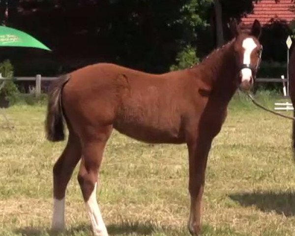horse Stute von Farbenspiel (Westphalian, 2014, from Farbenspiel)