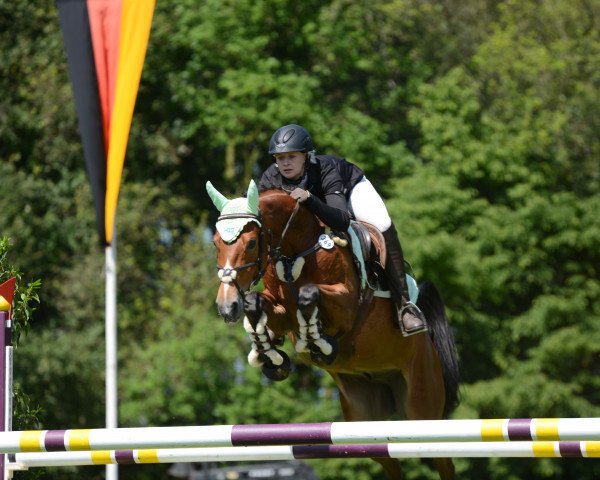 jumper Quiesel (Oldenburg, 2009, from Quidam)