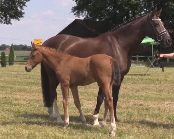 dressage horse Louis 359 (Westphalian, 2014, from Levisonn 208 FIN) dressage horse Louis 359 (Westphalian, 2014, from Levisonn 208 FIN)