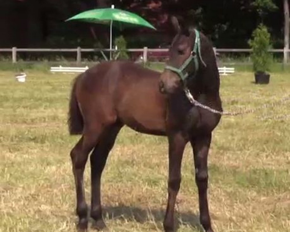 horse Don Black (German Riding Pony, 2014, from Don Diabolo NRW)