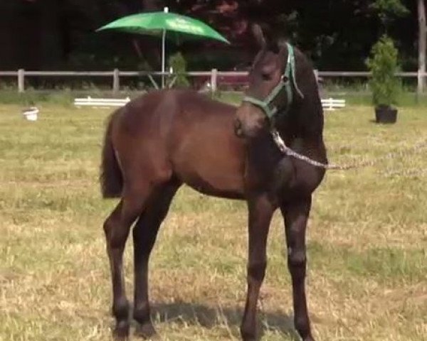 Pferd Don Black (Deutsches Reitpony, 2014, von Don Diabolo NRW)