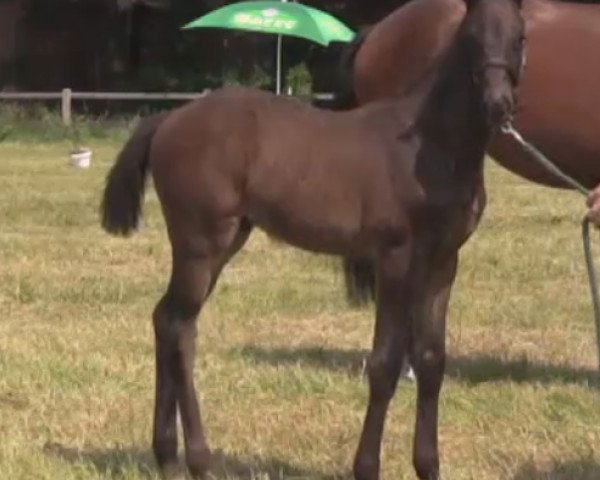 Springpferd Colesto ML (Westfale, 2014, von Colestus) Springpferd Colesto ML (Westfale, 2014, von Colestus)