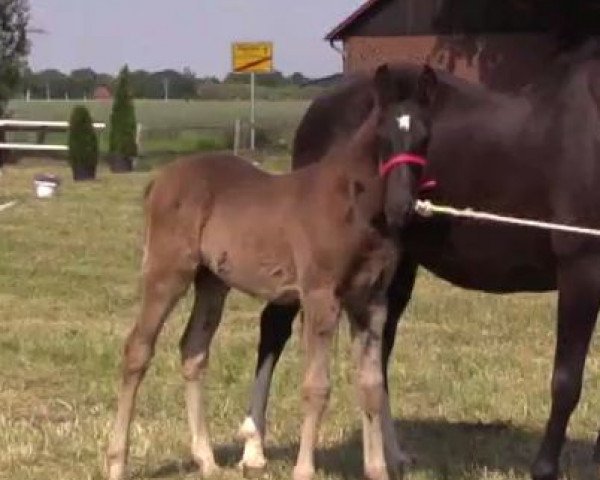 Pferd Petito 6 (Deutsches Reitpony, 2014, von Popcorn WE)