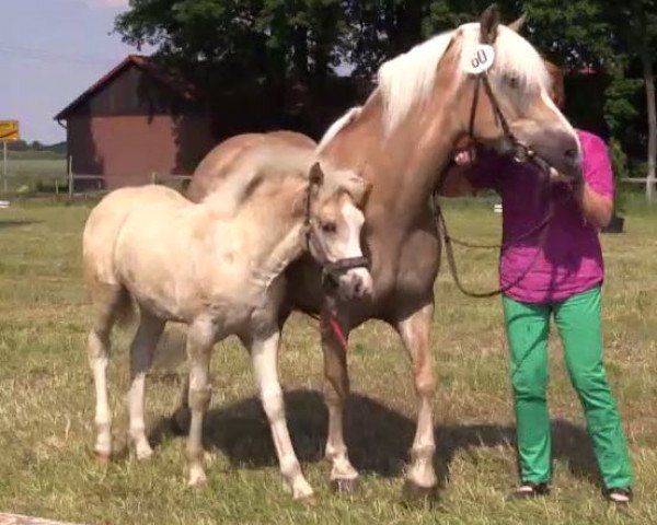 horse Sunschine (2,15% ox) (Edelbluthaflinger, 2014, from Sonnenkönig C (4,30% ox))
