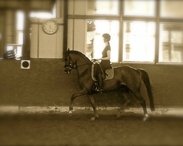 horse Peppermint (Westphalian, 2009, from Peking)