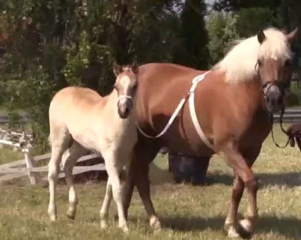 horse Solamente C (2,15% ox) (Edelbluthaflinger, 2014, from Sonnenkönig C (4,30% ox))