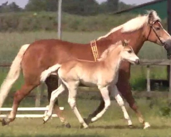 Pferd Stute von Nevitano (Haflinger, 2014, von Nevitano)