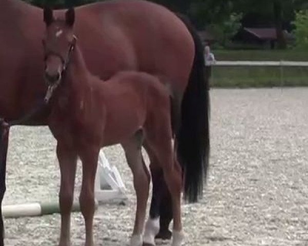 horse Hengst von Lord Cassini (Westphalian, 2014, from Lord Cassini)