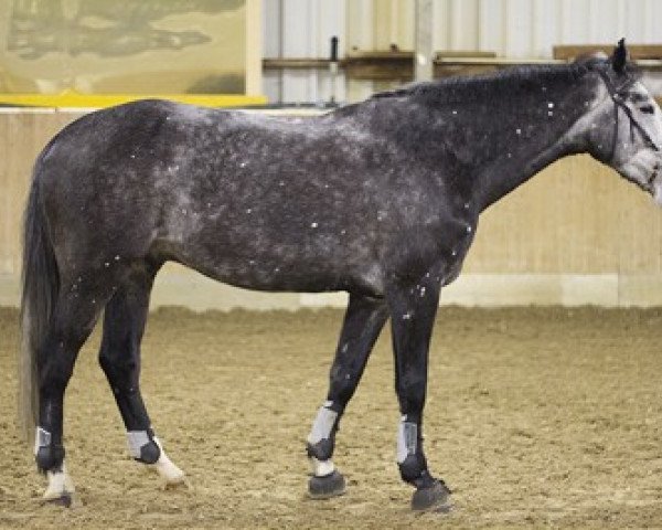 Springpferd Conradi 7 (Holsteiner, 2006, von Cristo)