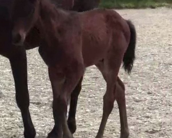horse Hengst von Lord Cassini (Westphalian, 2021, from Lord Cassini)