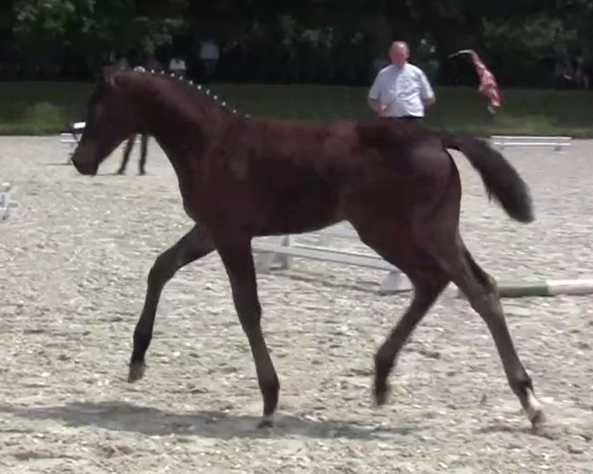 Horse Stute von Sir Fidergold (Westphalian, 2020, from Sir Fidergold)
