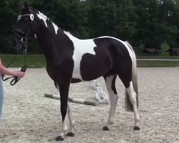 horse Silber Lotti (Westphalian, 2011, from Silbermond)