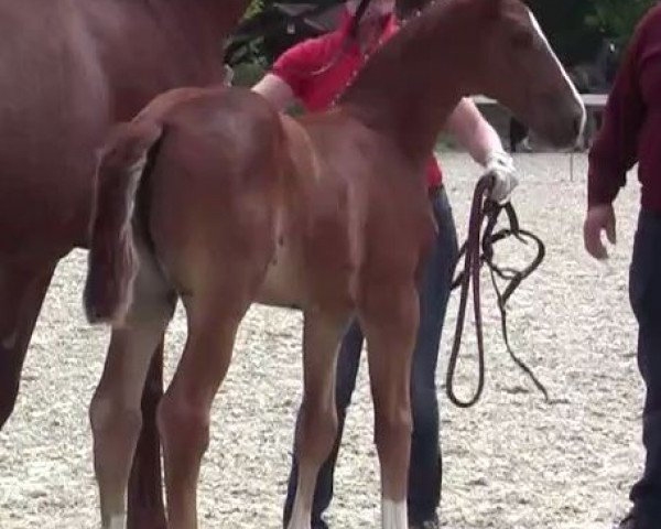 horse Fohlen von Belconi (Westphalian, 2017, from Belconi)