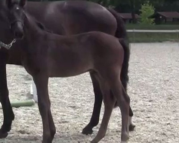 horse Dante's Dark Beauty A (Westphalian, 2016, from Belconi)