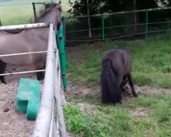 Video of Karlchen von Kalksbeck