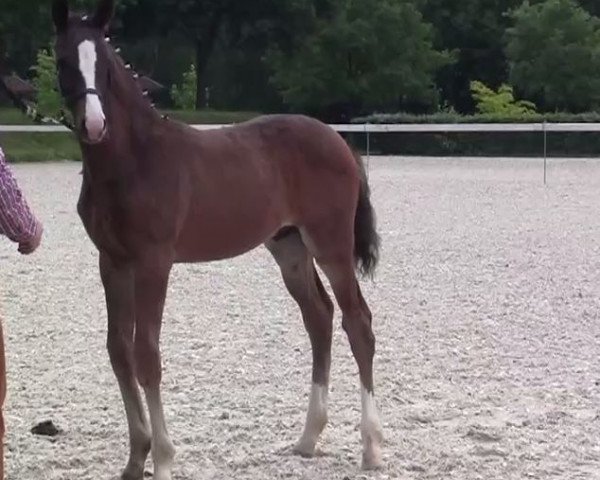 horse Diamond Suprise P (Westphalian, 2003, from Diamond Magic)