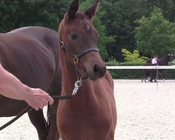 horse Stute von Diamond Magic (Westphalian, 2006, from Diamond Magic)