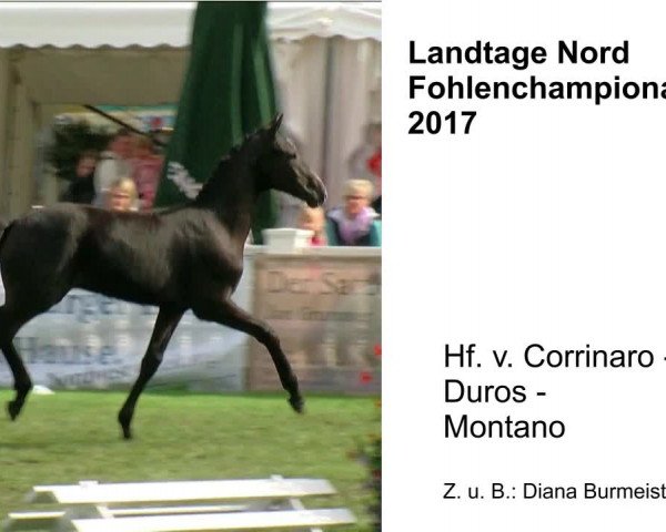 Video of Corridas DB