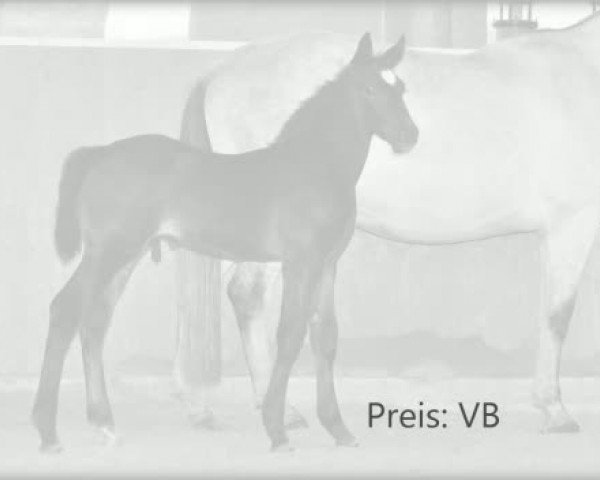 Video of Hengst von Stakkato