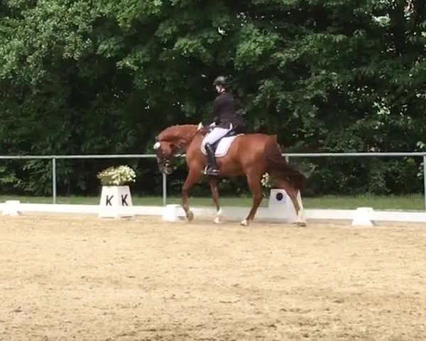 Reitturnier Erbach/ Odw. 2017