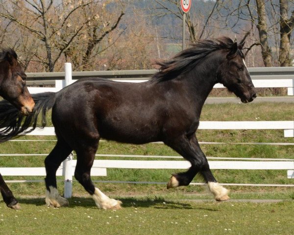 Pferd Valando (Welsh-Cob (Sek. D), 2009, von Ceres Commando)