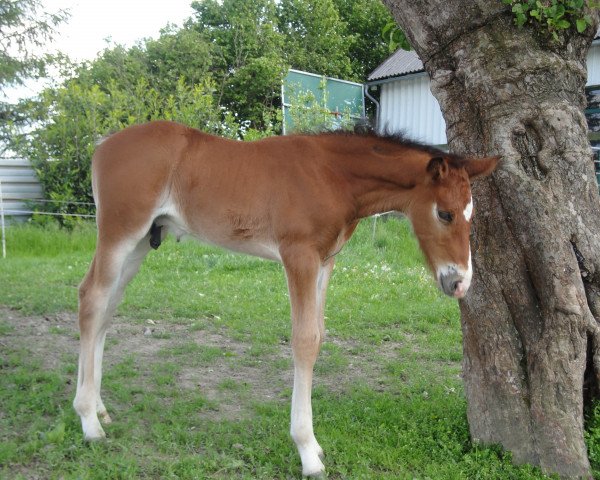 Pferd Let‘s go (Westfale, 2014, von Lyjanero)