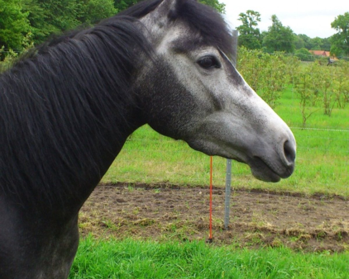 Dressurpferd Black Diamond (Deutsches Reitpony, 2010, von Black Ombre)