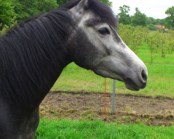 dressage horse Black Diamond (German Riding Pony, 2010, from Black Ombre)