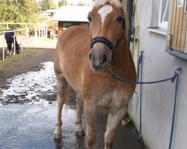horse Nepomuck (Haflinger, 2002, from Naxan (6,25% ox))