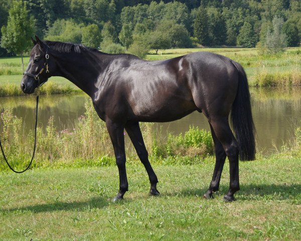 jumper Amazing Ansgar (ex Alingho) (Trakehner, 2007, from Gribaldi)