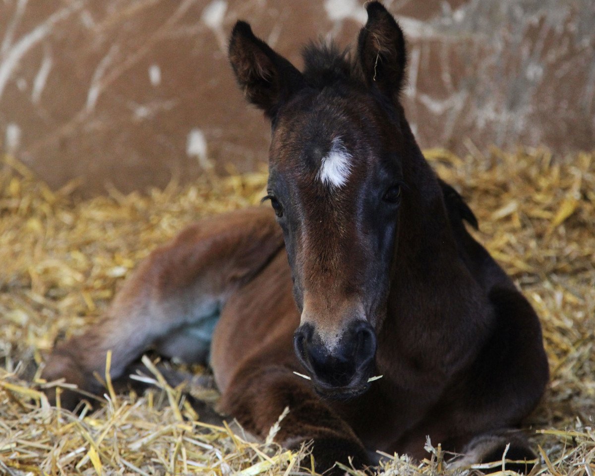 Cavallo Hengst von Marseille (Trakehner, 2014, di Marseille 6)