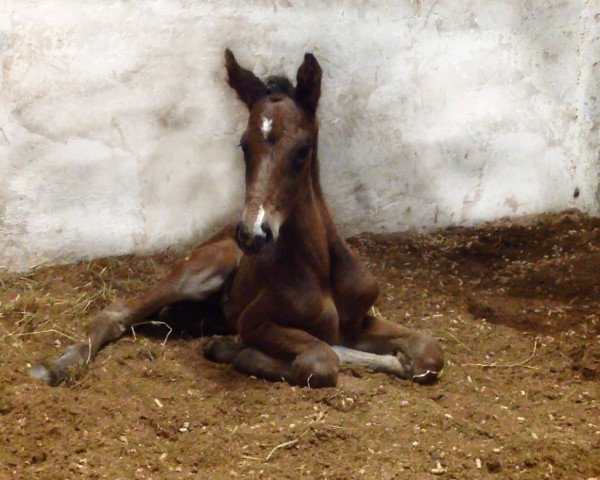 horse Chico´s Dinarius (German Sport Horse, 2014, from Chico's Boy)