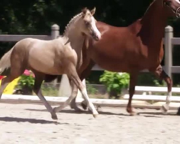 Video von Chantilly WE
