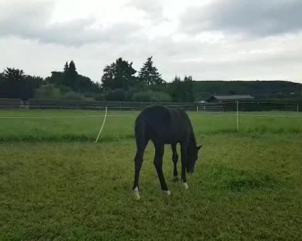 Video von Dariana Z