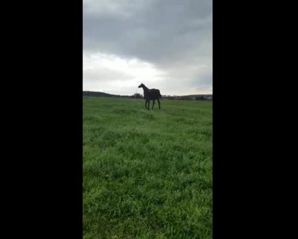 Video von Dariana Z